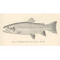 Rainbow Trout (Salmo irideus). Adult male. 1894. Rainbow trout.