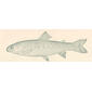 Rainbow Trout (Salmo irideus : Immature Fish. 1898. Rainbow trout.