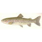 Steelhead or Salmon Trout (Salmo gairdneri Richardson). 1898. Rainbow trout.