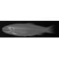 Oncorhynchus mykiss - credit Sandra J. Raredon, Division of Fishes, NMNH
